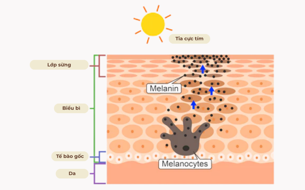 Cơ chế sản xuất melanin trên làn da