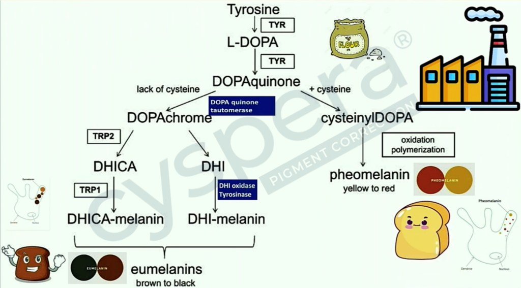 Cơ chế hoạt động của Cysteamine trong điều trị nám, tăng sắc tố, nám kháng trị, nám cứng đầu...