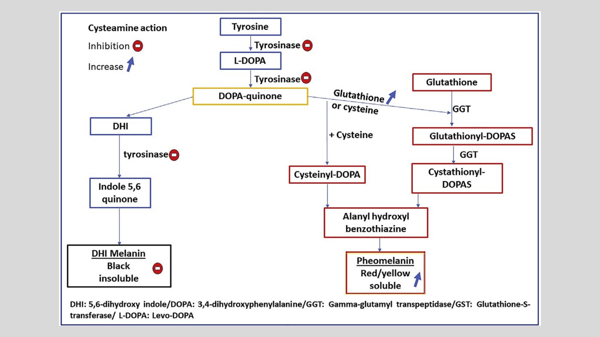 Cơ chế làm sáng da của hoạt chất Cysteamine