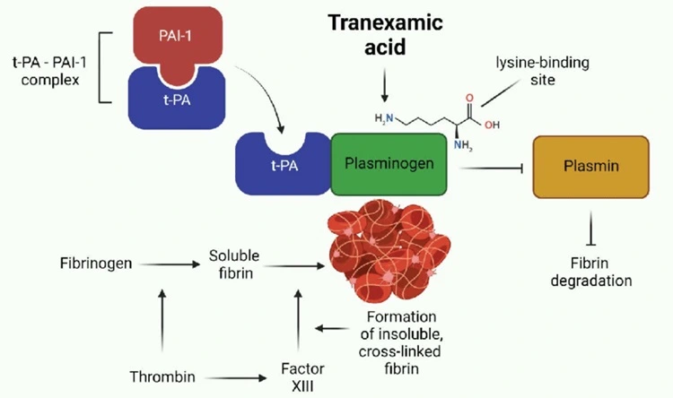 Cơ chế làm sáng da hoạt chất Tranexamic Acid